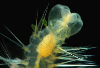 Illustration for article titled Meet the tiny "bomber" worm that uses glowing decoys to escape predators